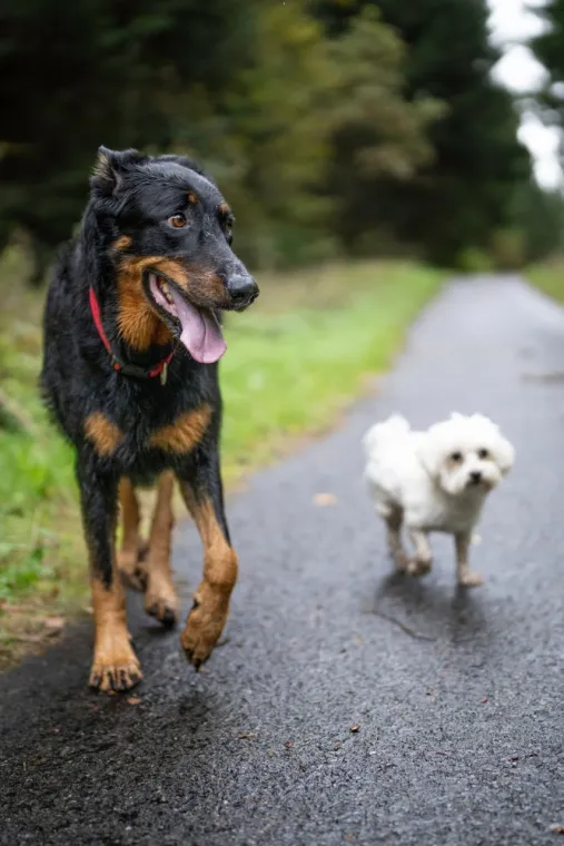 Conciergerie pour promenade de vos animaux au Pleynet, Le Pleynet, La Principauté du Haut-Bréda